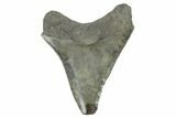 Juvenile Megalodon Tooth - South Carolina #170562-1